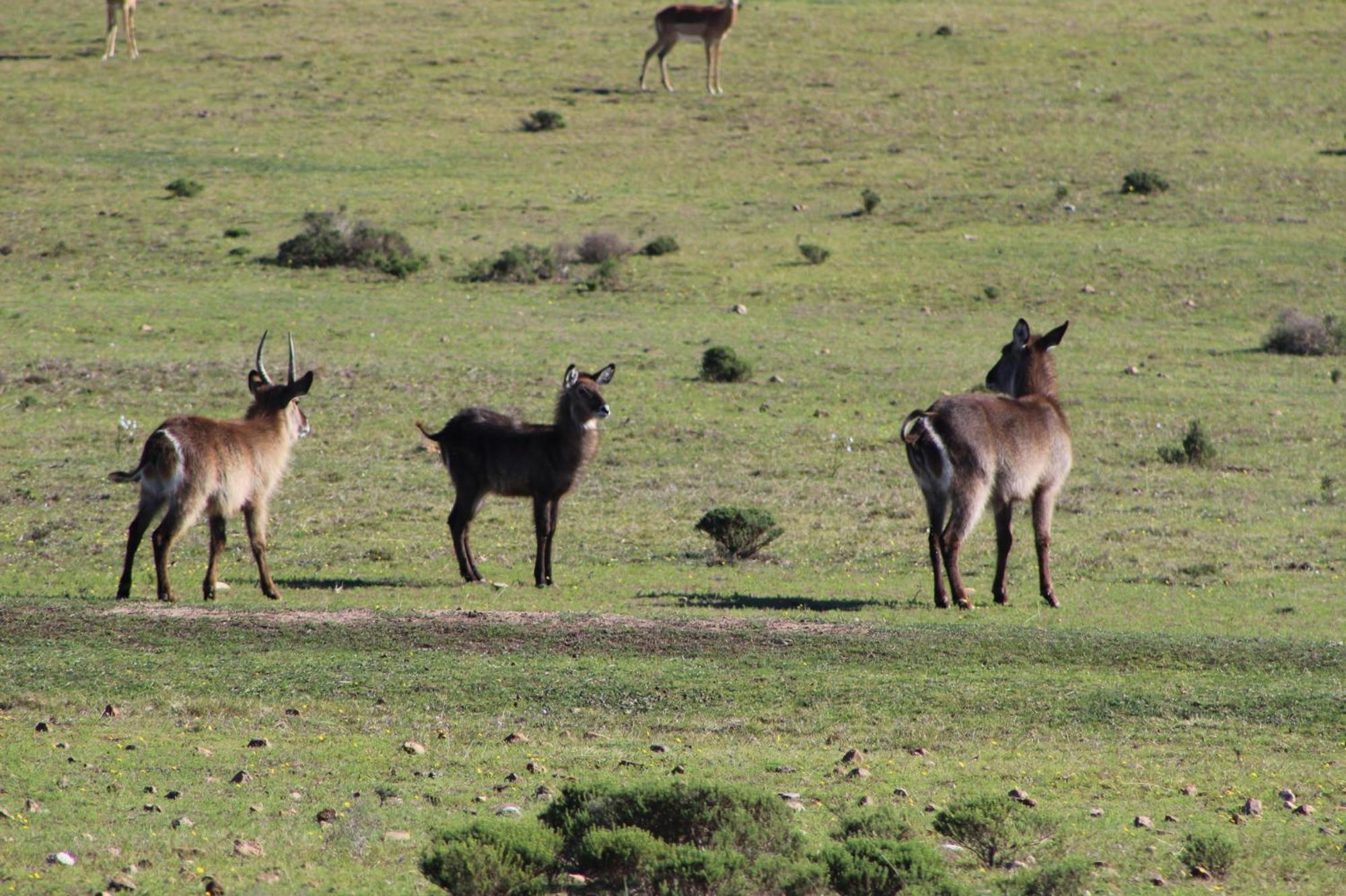 Hartenbos Private Game Lodge Esterno foto