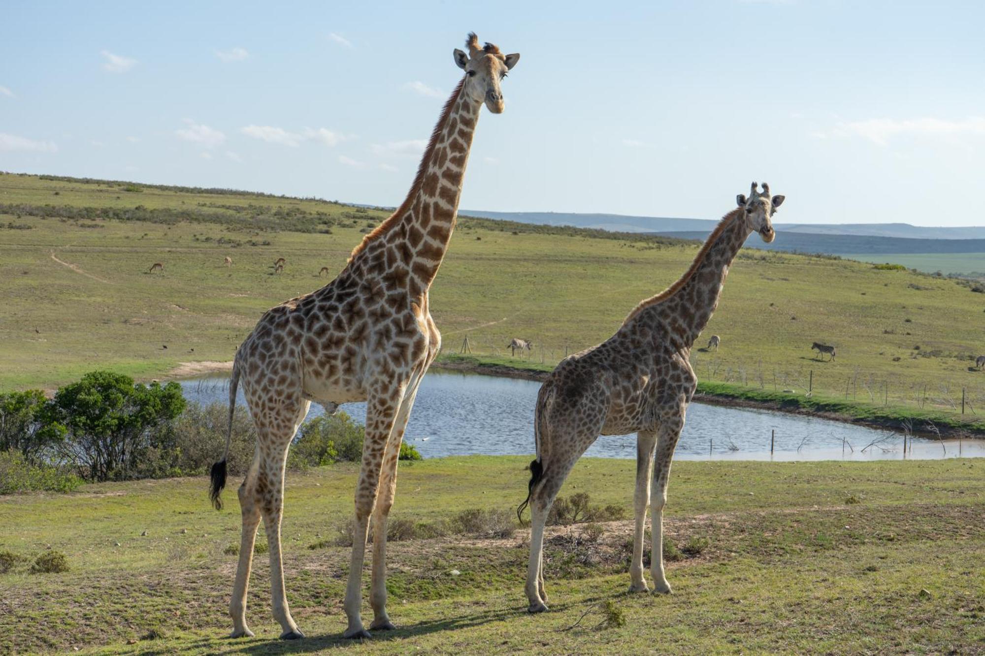 Hartenbos Private Game Lodge Esterno foto