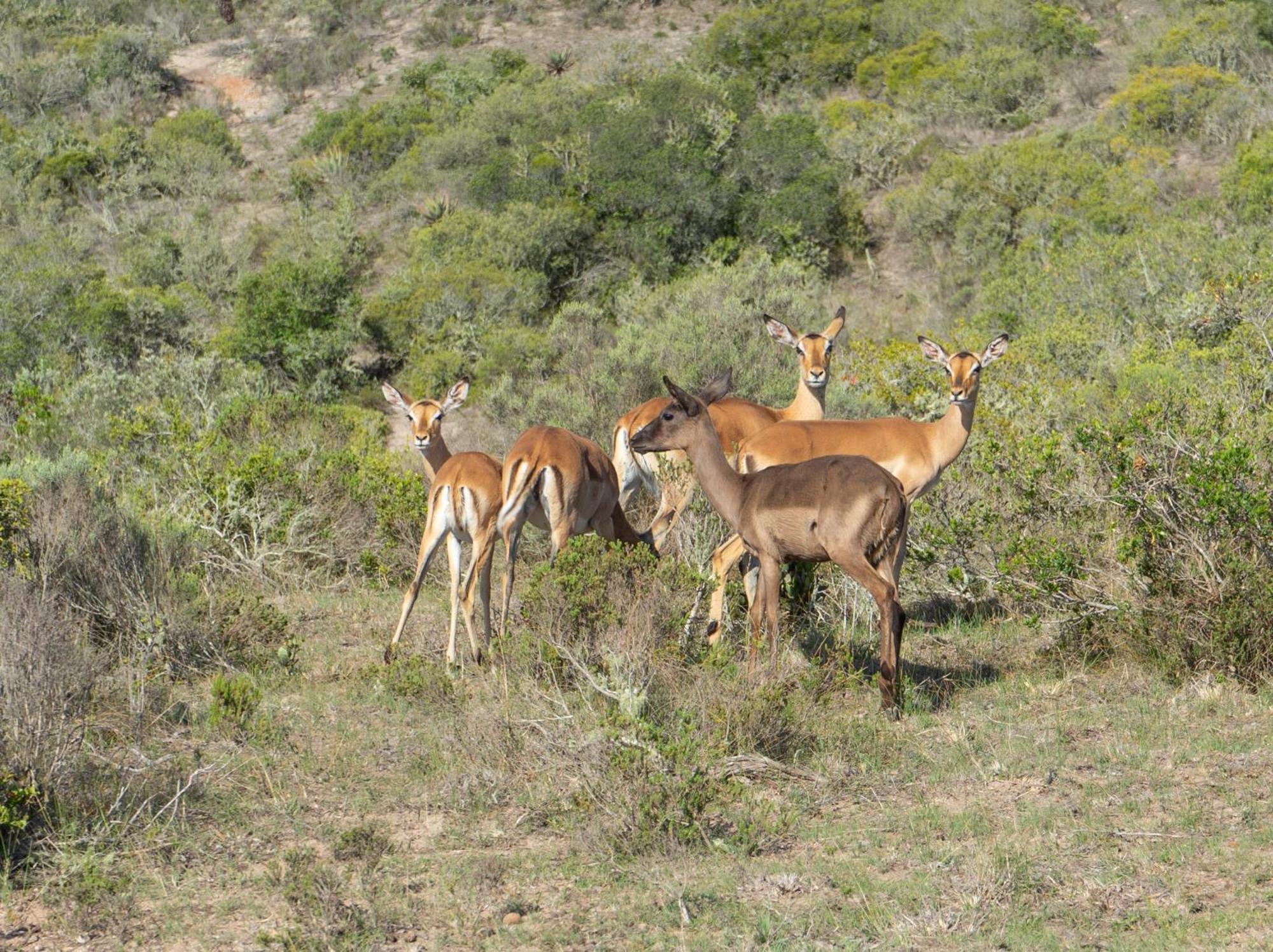 Hartenbos Private Game Lodge Esterno foto