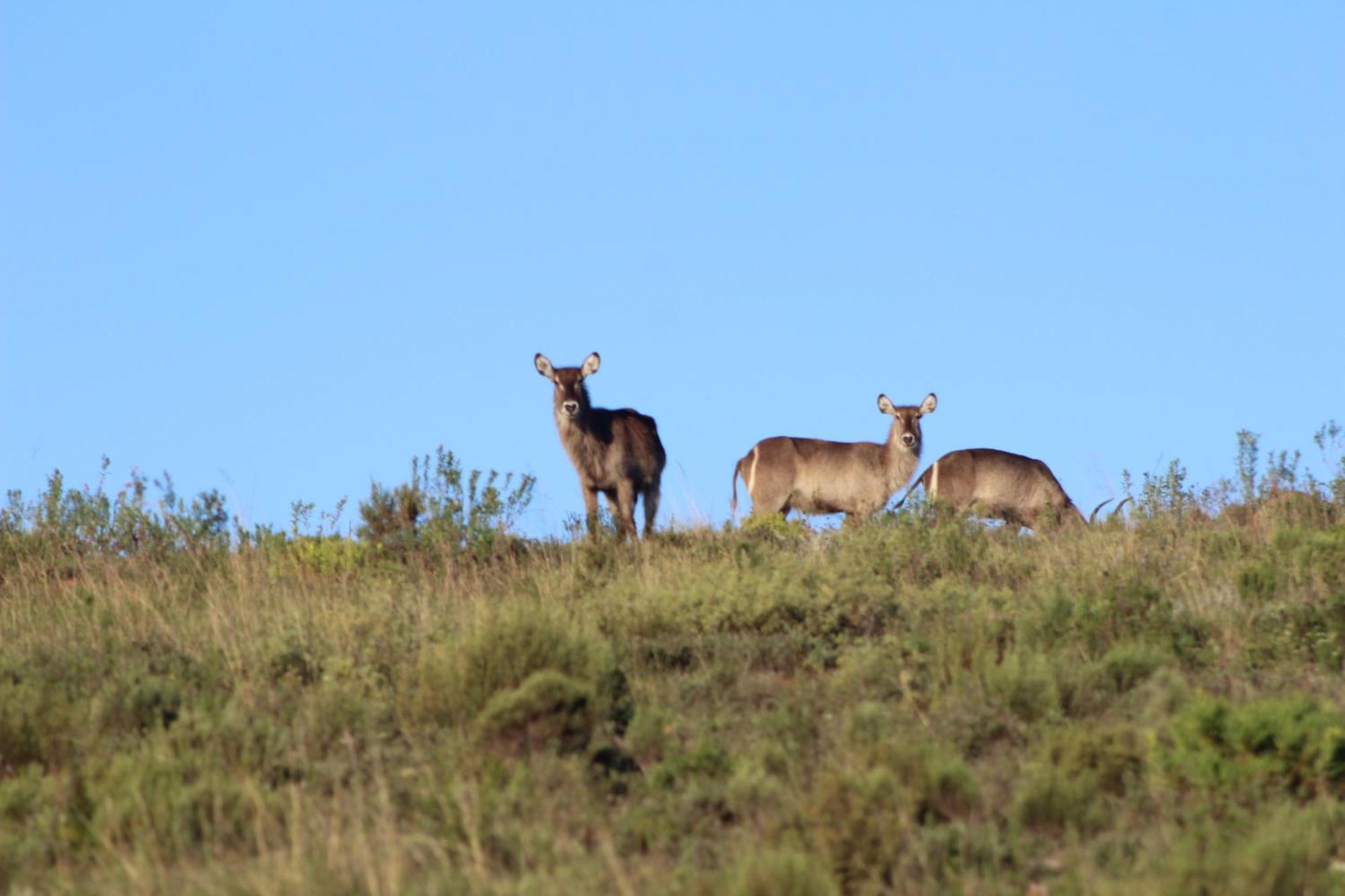 Hartenbos Private Game Lodge Esterno foto