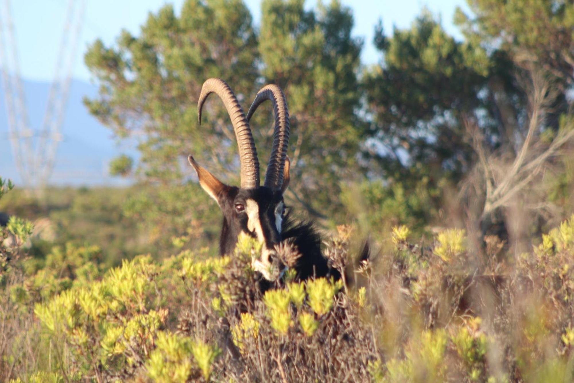 Hartenbos Private Game Lodge Esterno foto